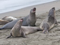 2008Elephant-Seals-26